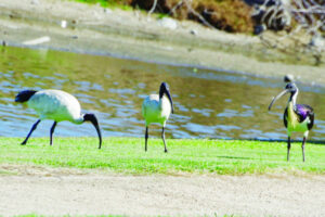 The Beauty of Life – Sacred Spiny-Neck