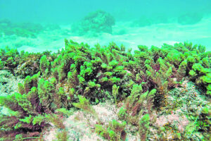 Seaweed feed could make cows a lot less gassy