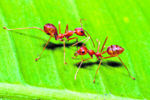 They could be Australia’s worst urban pest. Can fire ants still be eradicated?