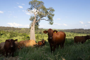 Cadarga, cattle and a different take on paddock to plate