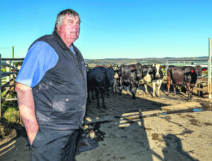 Top dairy herd set for dispersal sale at Teviotville
