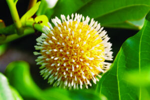 The Beauty of Life – Suet Pudding and Stewed Cockatoo