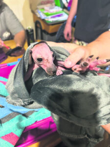 Hurry up and wait, long commutes a danger to native wildlife