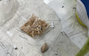 Sneaky sneaker seed import scuppered by biosecurity officers