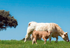 Livestock industry skeptical about animal welfare inquiry