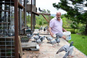 Boxes of birds, enthusiast explains passion for pigeon racing
