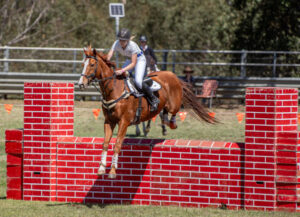 Equine talent on show