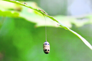 Country Parson: Fairy’s sleeping bag