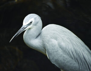 The Beauty of Life – Who Filled the Dam?