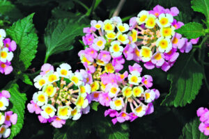 Lantana: Choosing your plan of attack to win