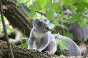 Can the Scenic Rim and Darling Downs become koala spotting destinations?