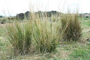 Central Queensland graziers rid land of giant rat’s tail … without herbicides