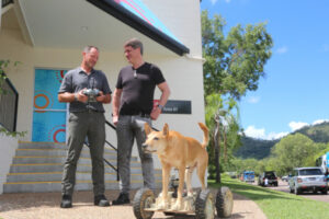 Dingo on wheels looks the real deal