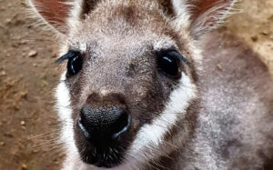 Wildlife carers network will take the call