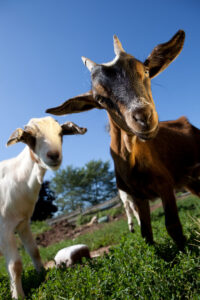 Ruminants for rent, why landholders are snapping up herds of goats