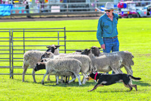 K9 sheep keepers show off their skills