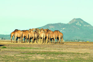 Unravelling red tape make regions like Scenic Rim agritourism hot spots