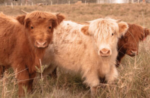 Highland herd heads to Boonah for show