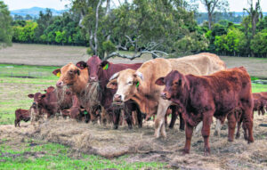 Cattle Council becomes Cattle Australia