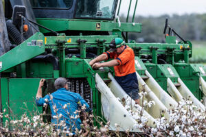 Fields of fluff as white gold blooms