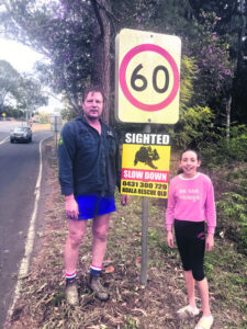 Why are koalas wandering the streets of Boonah and what should you do about it?