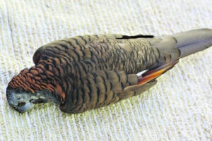 The Beauty of Life – Her Beauty and Her Terror