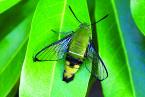 The Beauty of Life – Seeing Right Through You