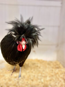 Dwindling numbers, poultry club needs new members