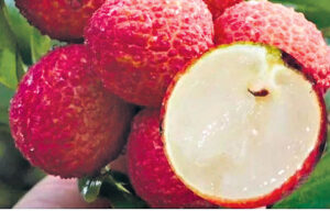 Seedless lychee growers parting gift to fruit lovers