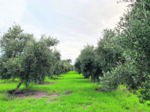 Festival revival – from one valley to another