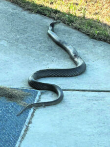 Watch out snakes about