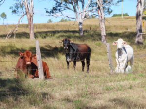 Senate inquiry delves into whether alternative protein labelling is causing consumer ‘mis-steak’