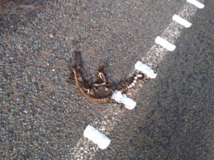 Cyclists concerned over new ‘killer’ strips on crumbling roads, dead goannas