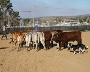 Inaugural working dog sale a howling success