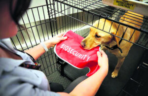 Dogs, biosecurity, traceability systems get multi-million-dollar boost