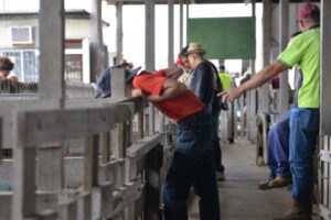 State backs Beaudesert Saleyards heritage bid