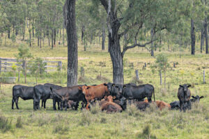 Cattle care caution for tick infestation