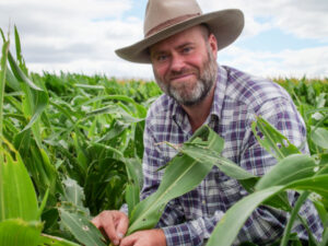 Maize worm needs homegrown cure