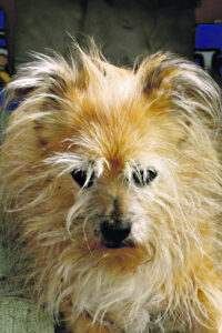 The Beauty of Life – Rusty it’s goodby