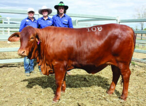 Premier Droughtmaster genetics on offer at multi-vendor sale