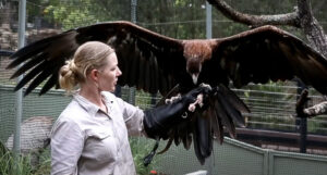Shot eagle new resident at Ipswich Nature Centre