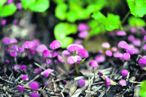 Why the Scenic Rim is experiencing such weird and wonderful mushroom blooms