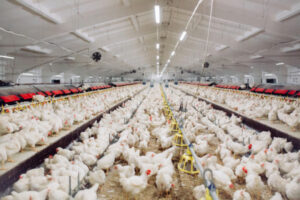 Poultry plan for white meat industry launched by AgriFutures