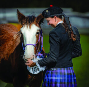 The winning formula of the Clydesdale Spectacular