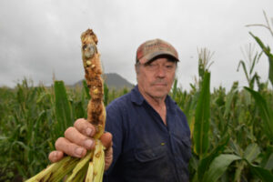 ‘Coronavirus of agriculture’: Fall Army Worm smashes Scenic Rim Crop