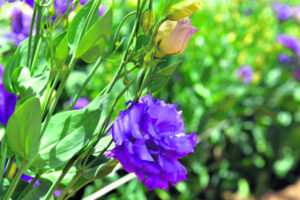 ‘Dodgy as’: flower buyers duped by false local claims