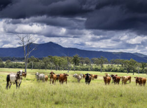 Beef cattle record numbers forecast