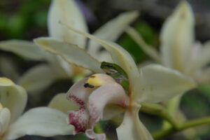 Guarding against orchid thieves