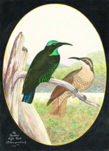 Our History – A shimmering shot of a songbird