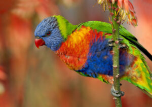 Plant paralysis threat to rainbow lorikeets